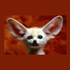 Fennec