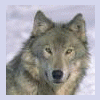 Wolf92